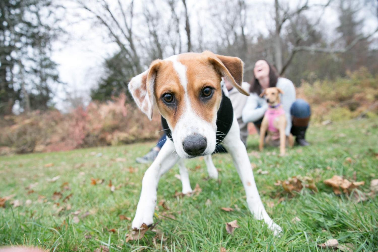 Pardo_Photo_Dog_Family_Portrait_Borderland_State_Park_Easton_MA